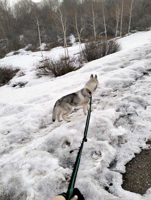 Сибирский хаски. Щенок 5 месяцев.