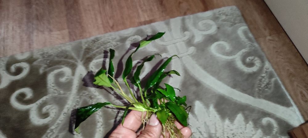 Анубиас узколистный