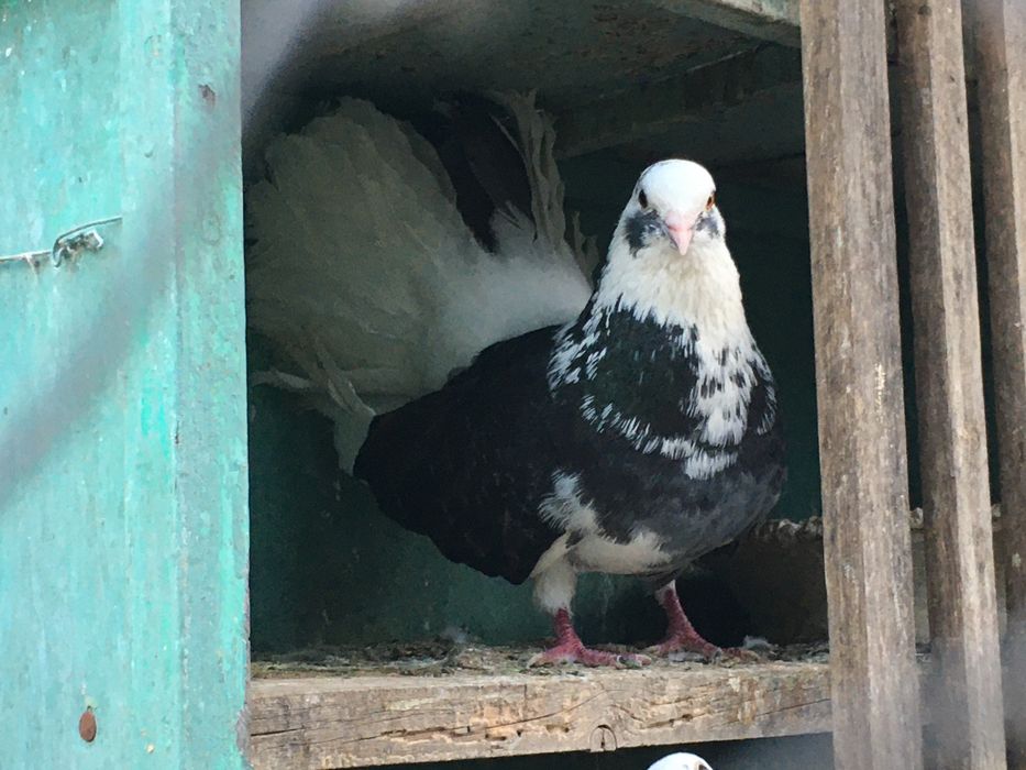 Porumbei pava curcani