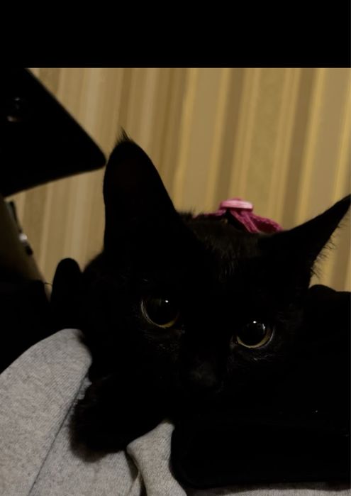 Отдам кошку