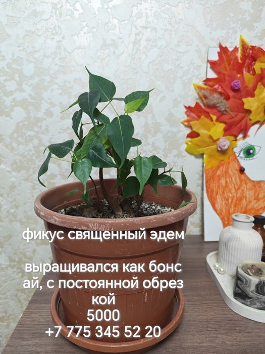 Продаются разные комнатные цветы