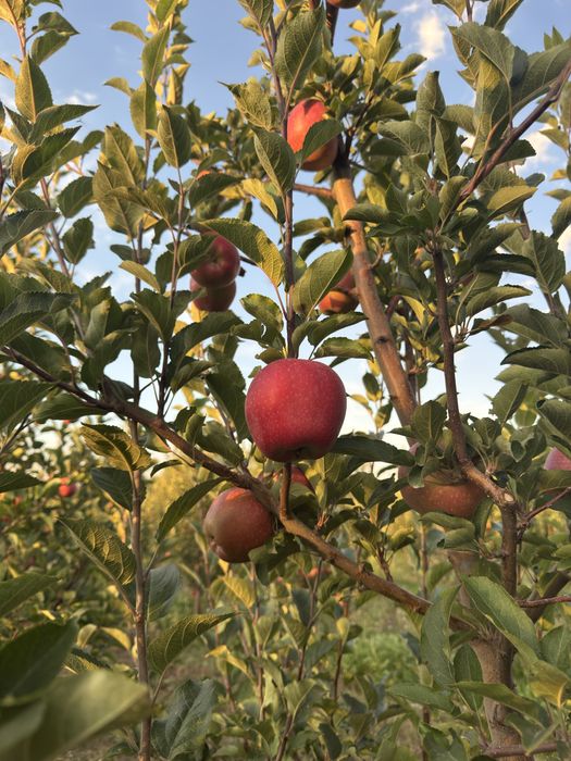 Яблоневый сад (apple garden)