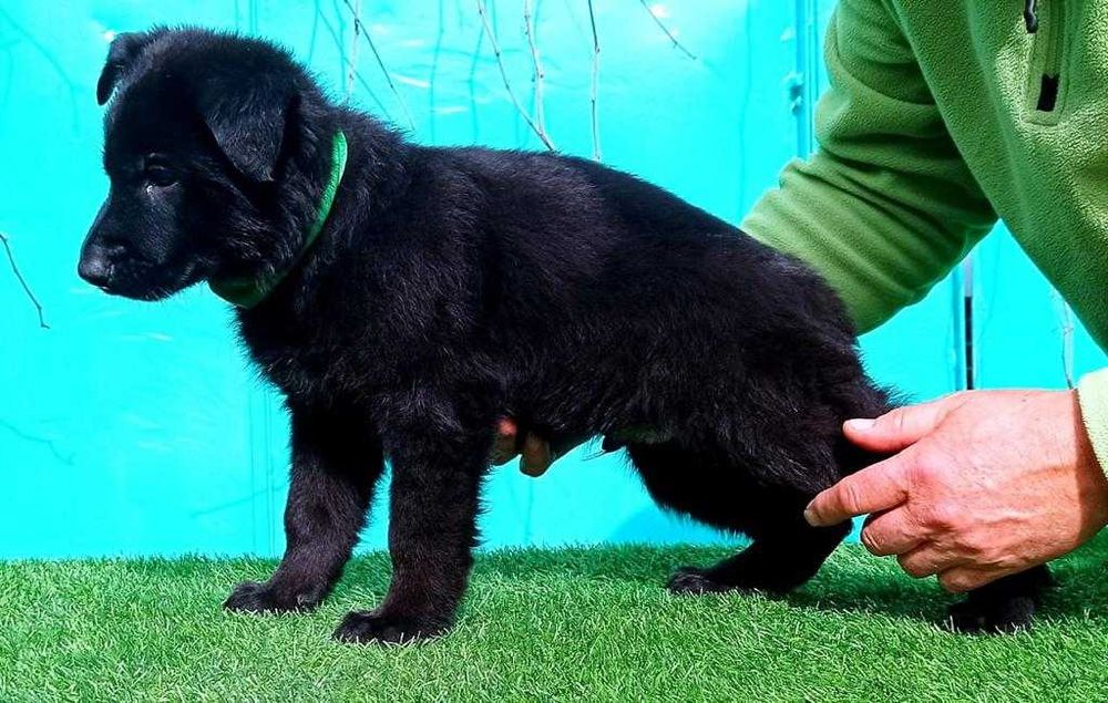 Щенки Немецкой Овчарки с документами.