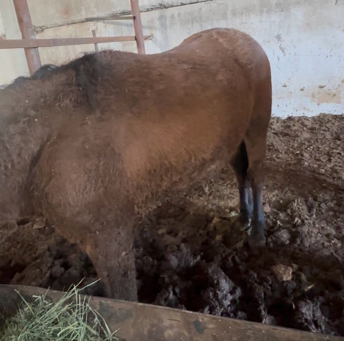 Согым Кунан Тай полторашка