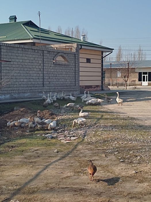 Gozla totilad zotli gaga parodiya