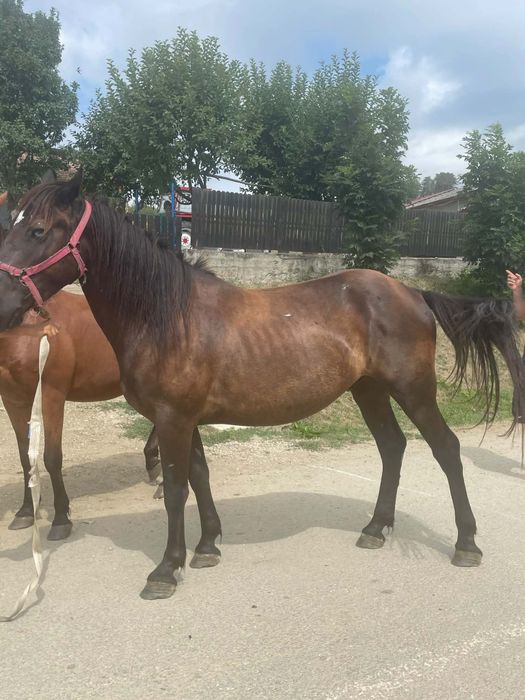 Vînd 2 caii de 5 ani garantați la tras