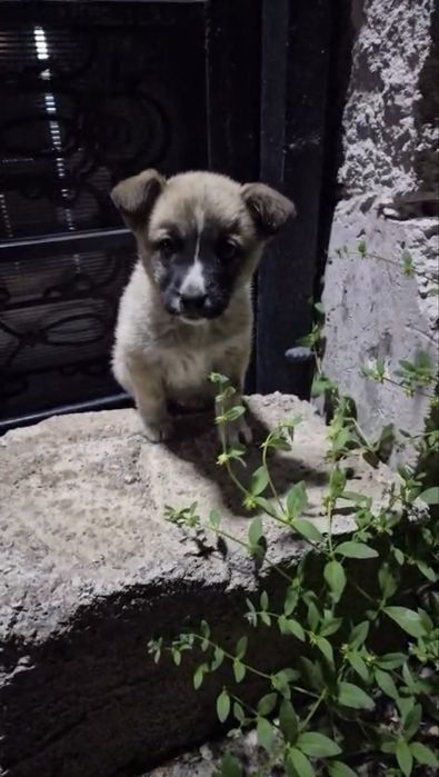 Отдам щенка в добрые руки. Мальчик