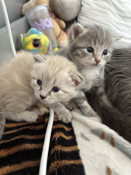 Отдам котят в добрые руки. Девочки