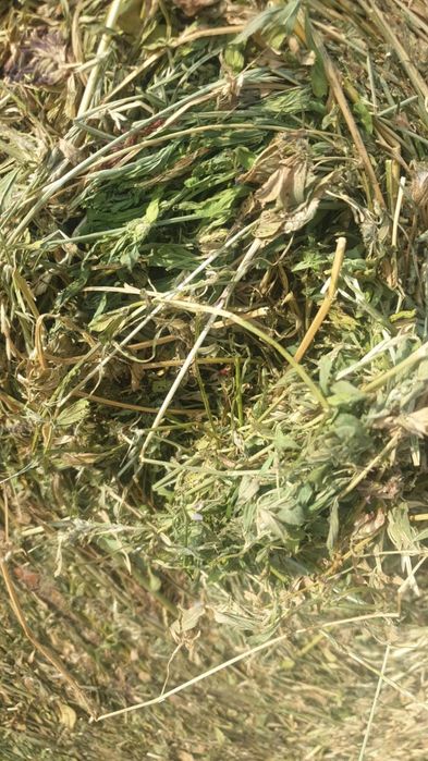 Balotat lucernă trifoi ghizdei