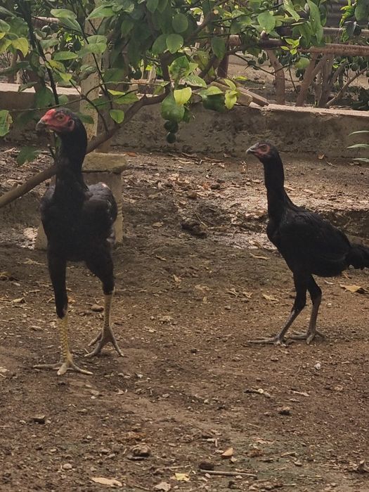 Dakan xoʻroʻzcha va mokioncha sotiladi