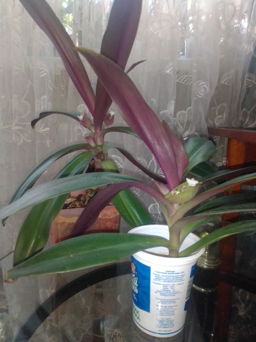 Продам комнатные цветы