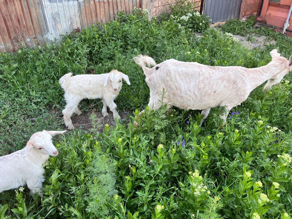 Ешкі сатылады, 2 лағымен