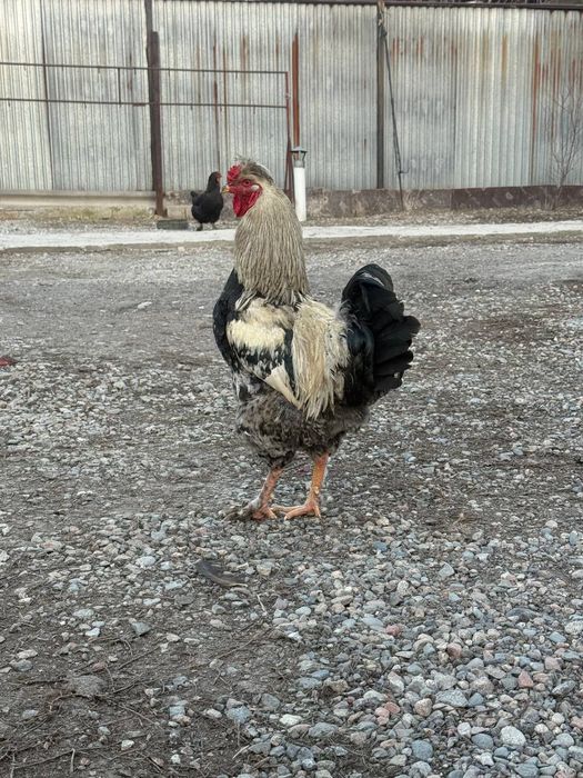 Петух   хохлатый