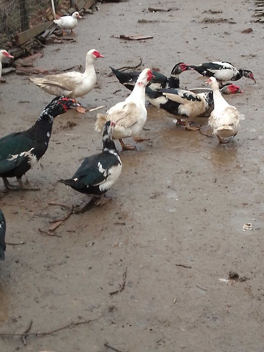 Rate crescute la curte