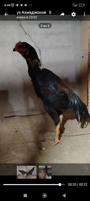 Kareya jojalar sotiladi