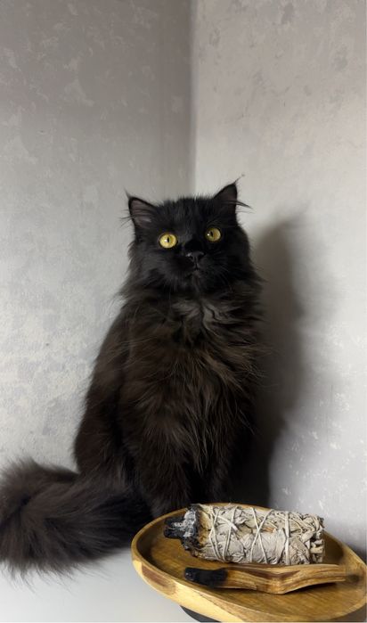 Пропал черный котенок
