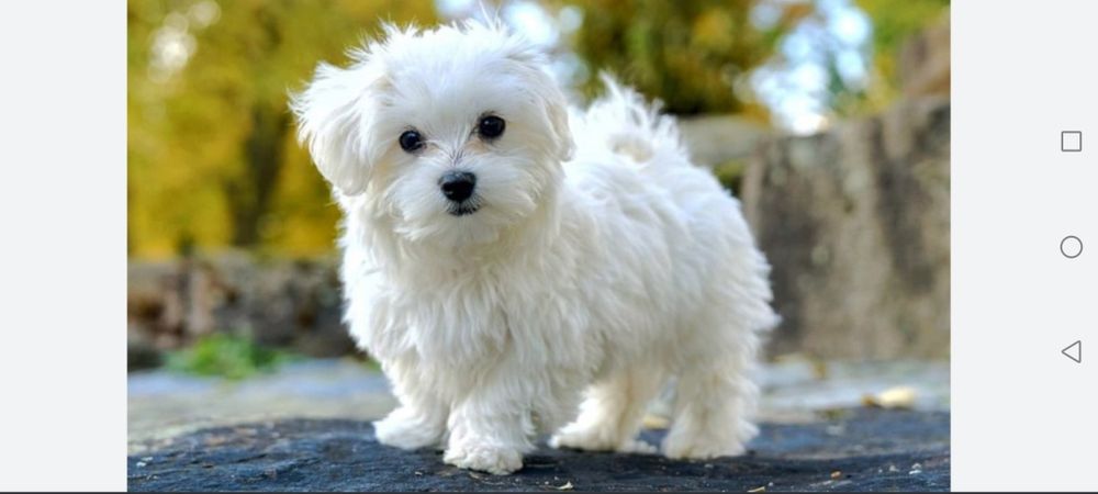 Bichon maltez mini toy