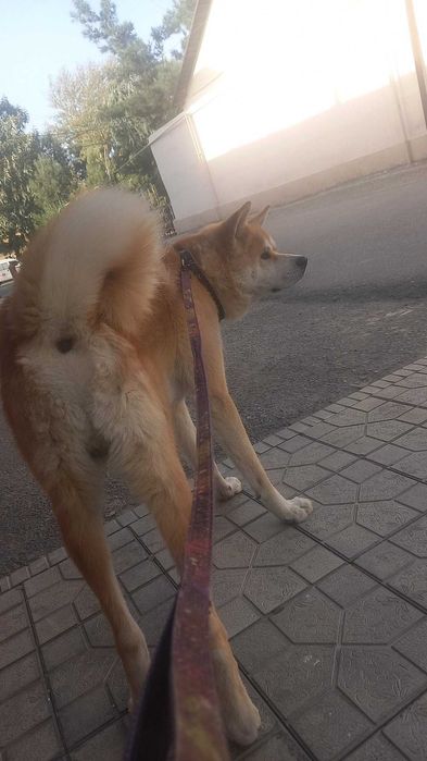 Продаю собаку Акита ину японская парода  имя Хатико 1 год кабель