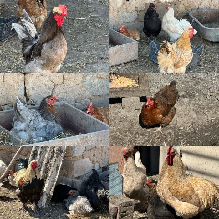 Продам инкубационные яйца от кур микс