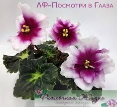 Продам сортовую фиалочку
