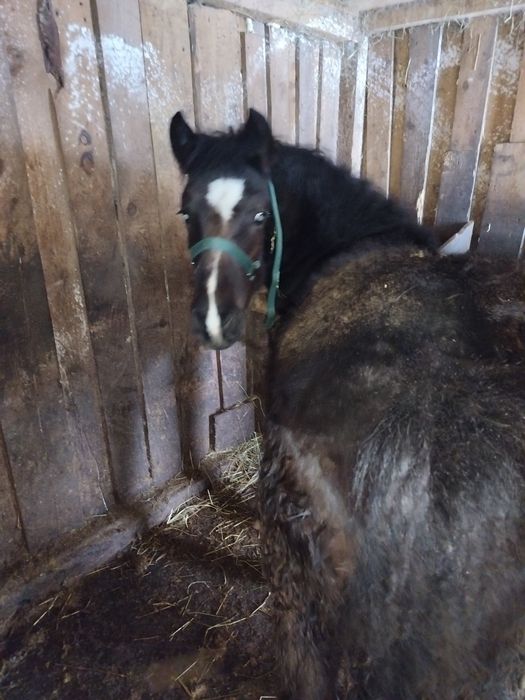 Mânz, 6 luni de vânzare