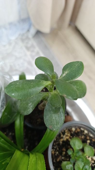 Цветы комнатные разных видов