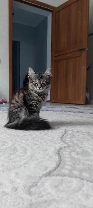 Отдам котят в добрые руки
