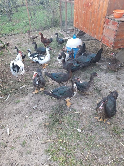 Ouă de rață mută