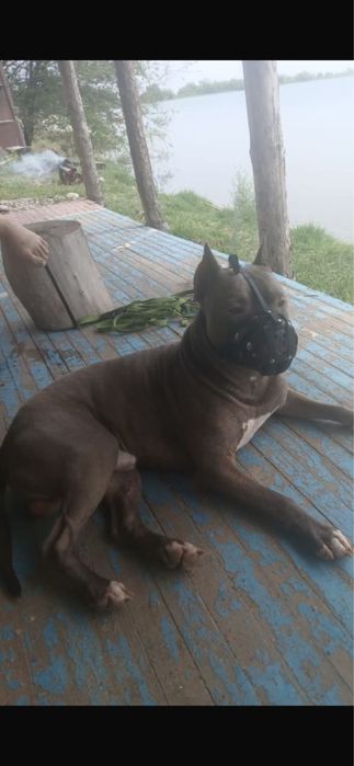 Продам щенка амстаффа