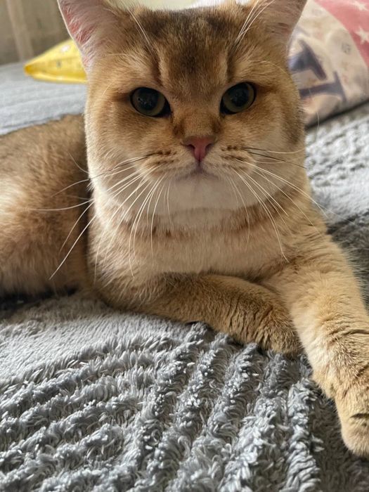 Золотая шиншилла кот на вязку