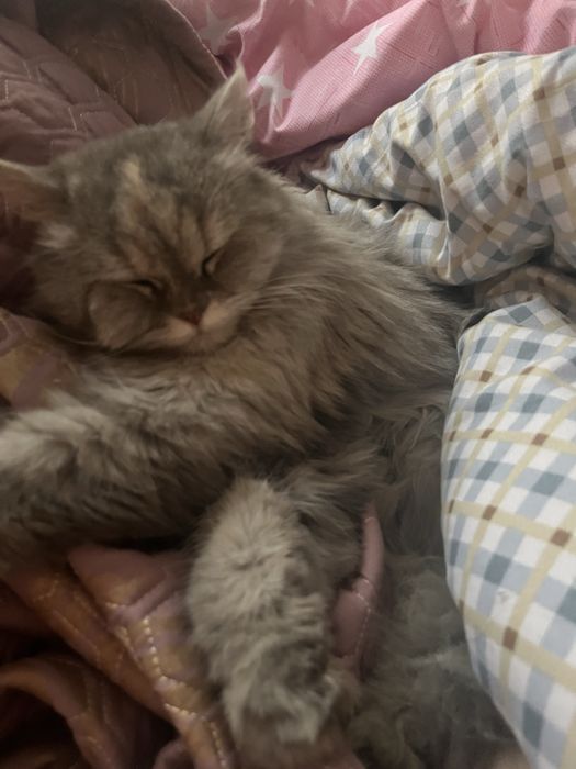 Отдаю кошечку в добрые руки