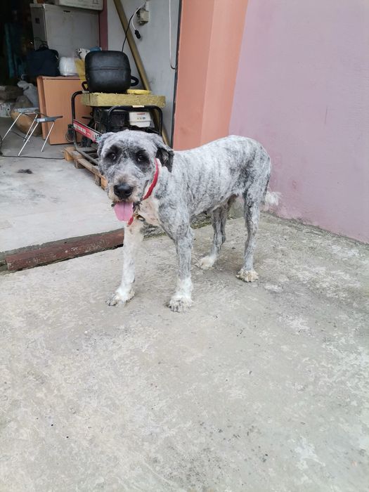 Servicii tuns caini / pisici