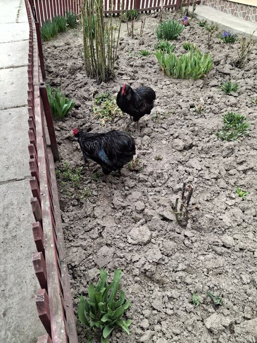 Vând cocoș Araucana