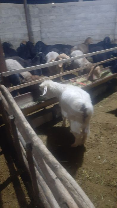 Эчки эгиз она бола