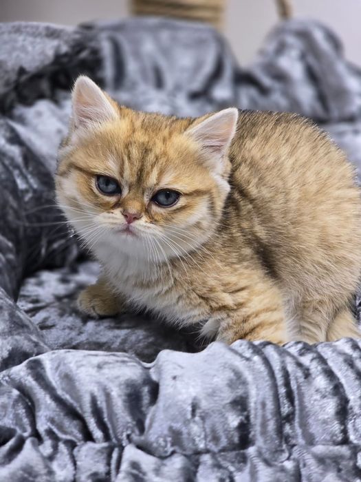 Котик и кошечка британские