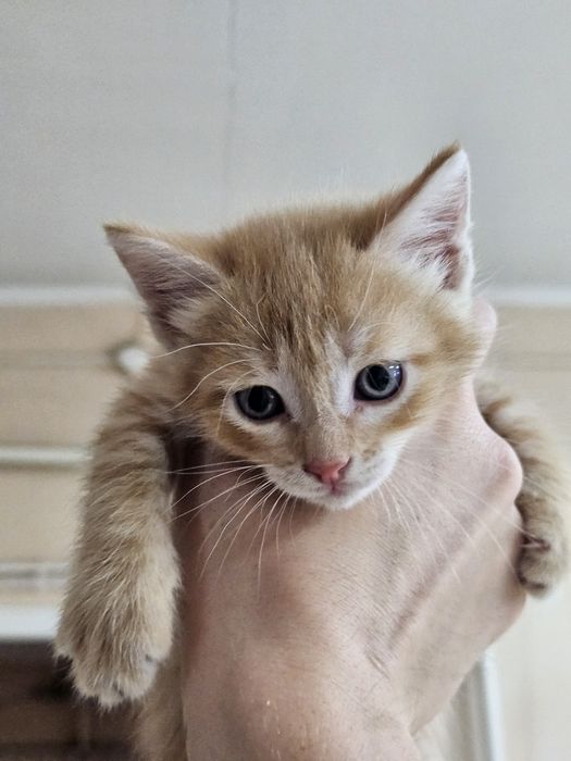 Котята (чуть больше 1 месяца)