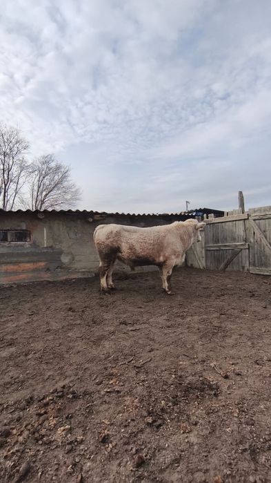 Әулие көл бұқа сатылады.