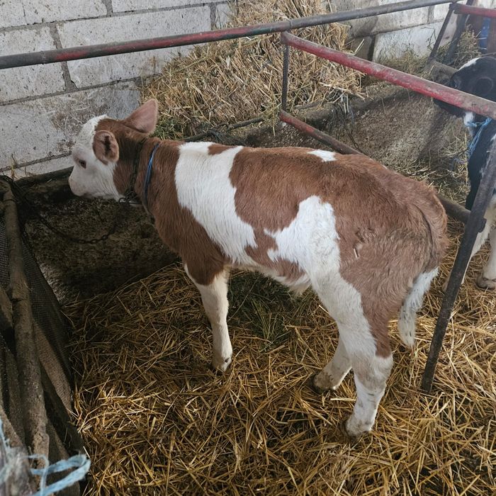 Vând viței asigur transport în România