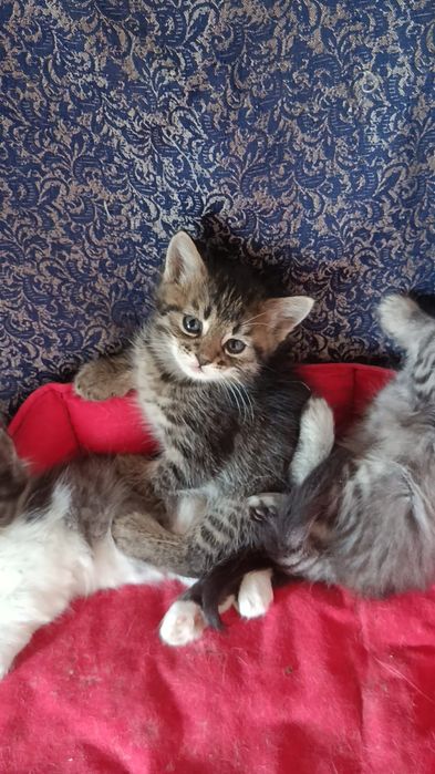 Отдам котят в добрые руки.