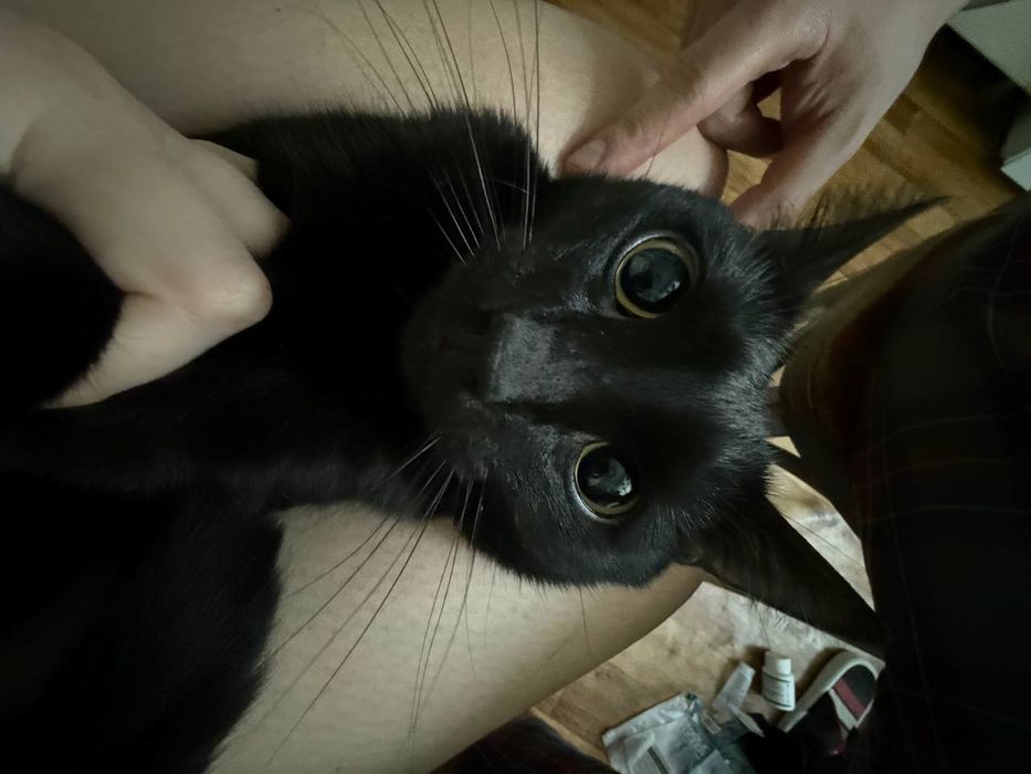 Кот на вязку, полусиамец