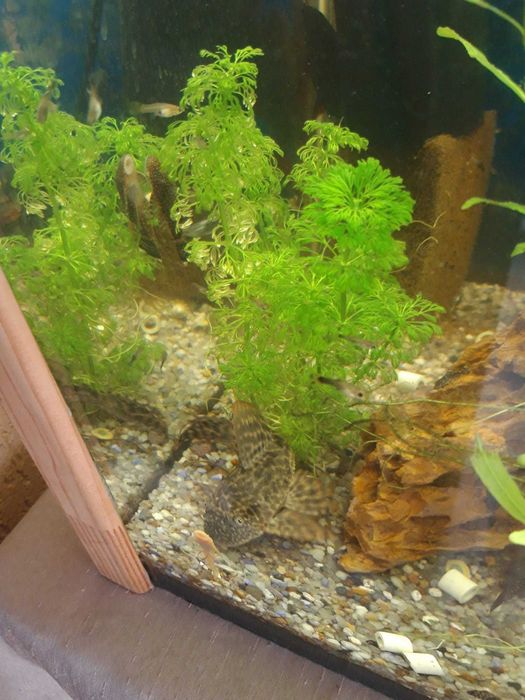 Ancistrus si plante de vanzare
