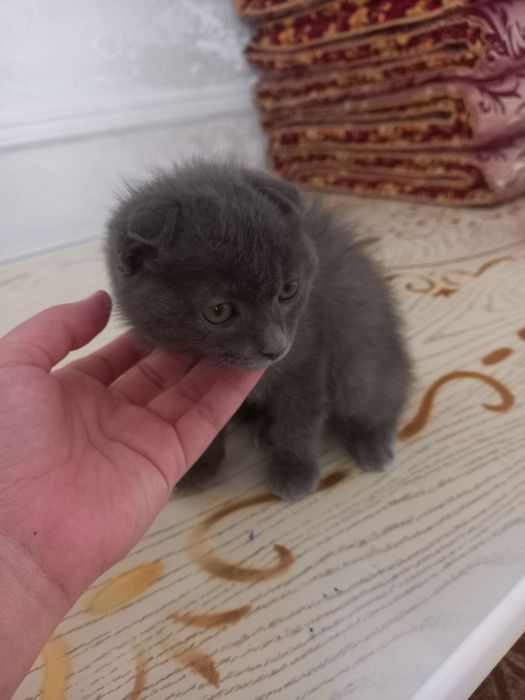 Gozal sportchi ayollar erotik