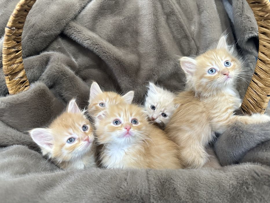 Котята шотландские