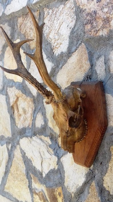 Трофей от сръндак