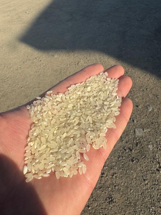 Күріш (Рис) Лидер, Элита, камолино