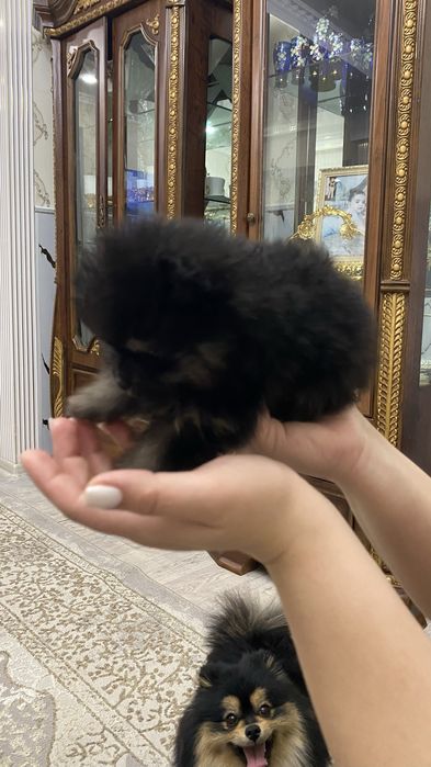 Продам памеранского шпица