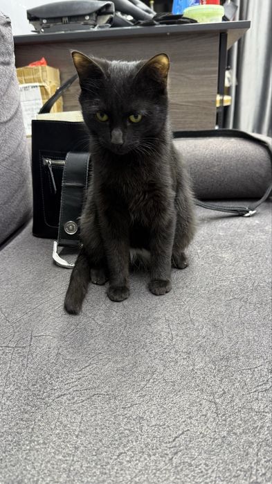 Отдам кошечку в добре , ответственные руки .