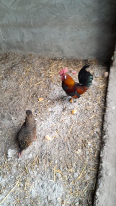 Vând găini americane