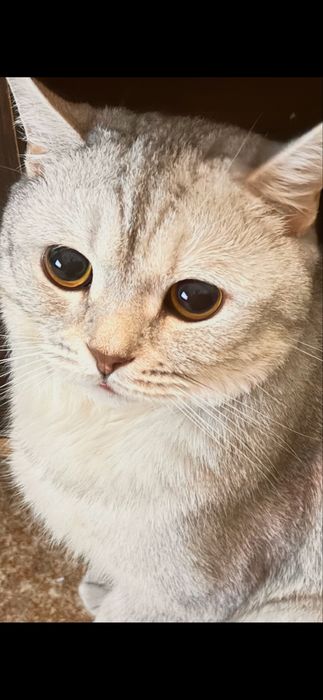 Отдам кота в хорошие руки