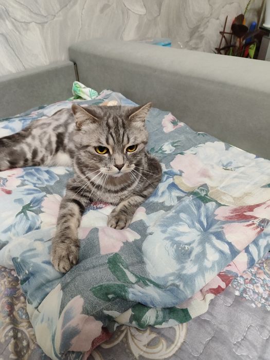 Отдам добрые руки